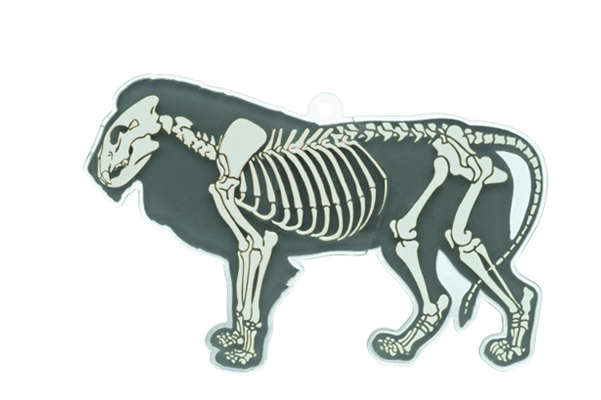 脊椎動物の骨格 透明プレートストラップ – ネイチャーテクニカラー公式