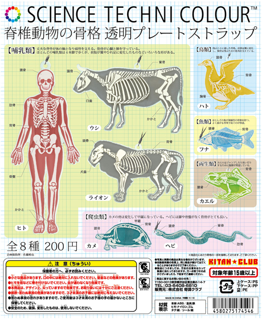 脊椎動物の骨格 透明プレートストラップ – ネイチャーテクニカラー公式