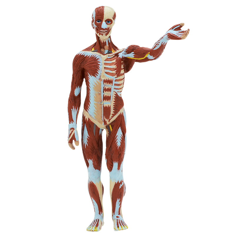 人体模型 ストラップII – ネイチャーテクニカラー公式