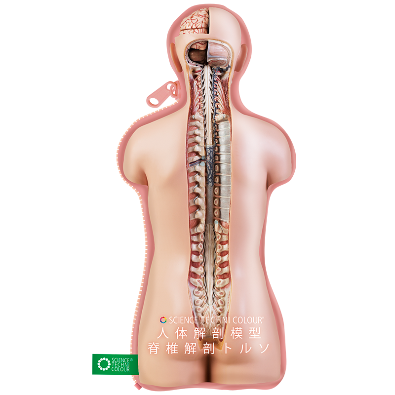 人体模型の脊柱です - rehda.com