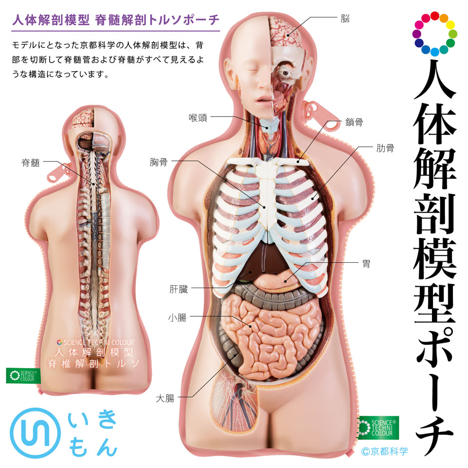 人体解剖模型ポーチ ネイチャーテクニカラー公式