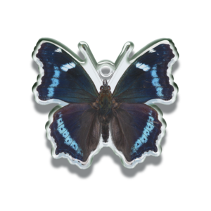 鱗翅学者の私的標本 アクリルマスコット – ネイチャーテクニカラー 