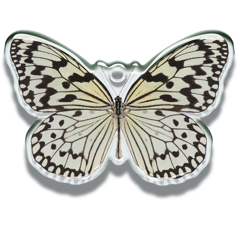鱗翅学者の私的標本 アクリルマスコット – ネイチャーテクニカラー公式