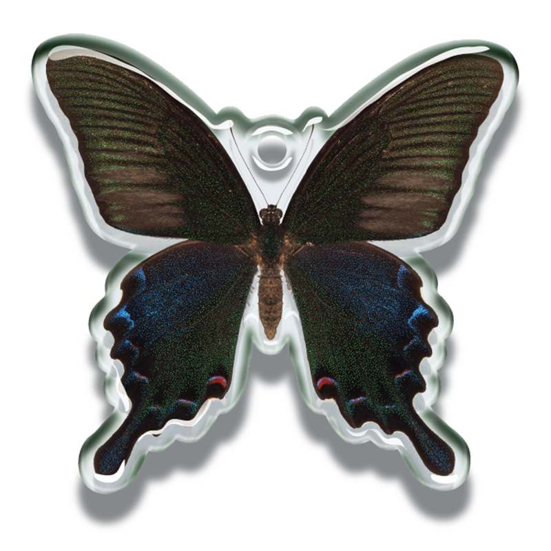 鱗翅学者の私的標本 アクリルマスコット – ネイチャーテクニカラー公式