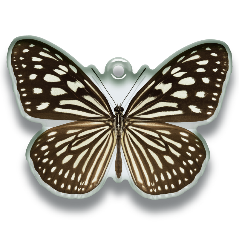 鱗翅学者の私的標本 アクリルマスコット2 – ネイチャーテクニカラー公式