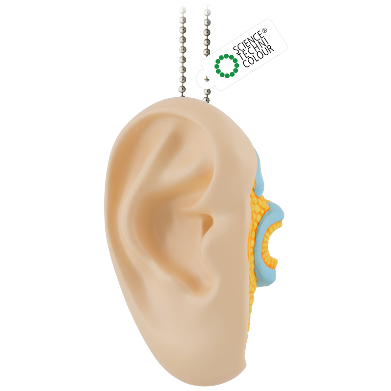 人体と成り立ちと機能 STC かなりやわらかい 人体解剖立体図鑑 – ネイチャーテクニカラー公式