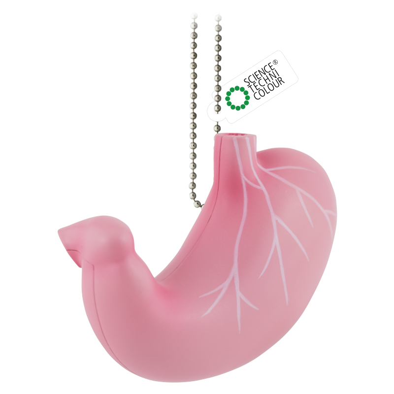 人体と成り立ちと機能 STC かなりやわらかい 人体解剖立体図鑑 – ネイチャーテクニカラー公式