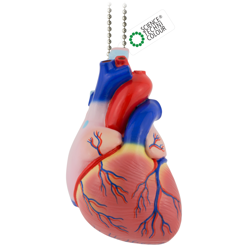 人体と成り立ちと機能 STC かなりやわらかい 人体解剖立体図鑑 – ネイチャーテクニカラー公式