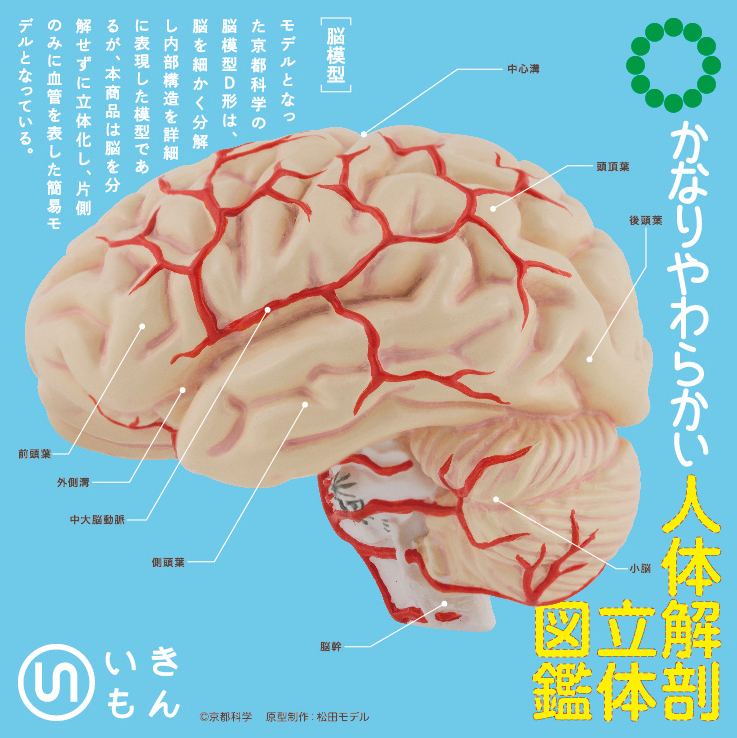 人体と成り立ちと機能 STC かなりやわらかい 人体解剖立体図鑑 – ネイチャーテクニカラー公式